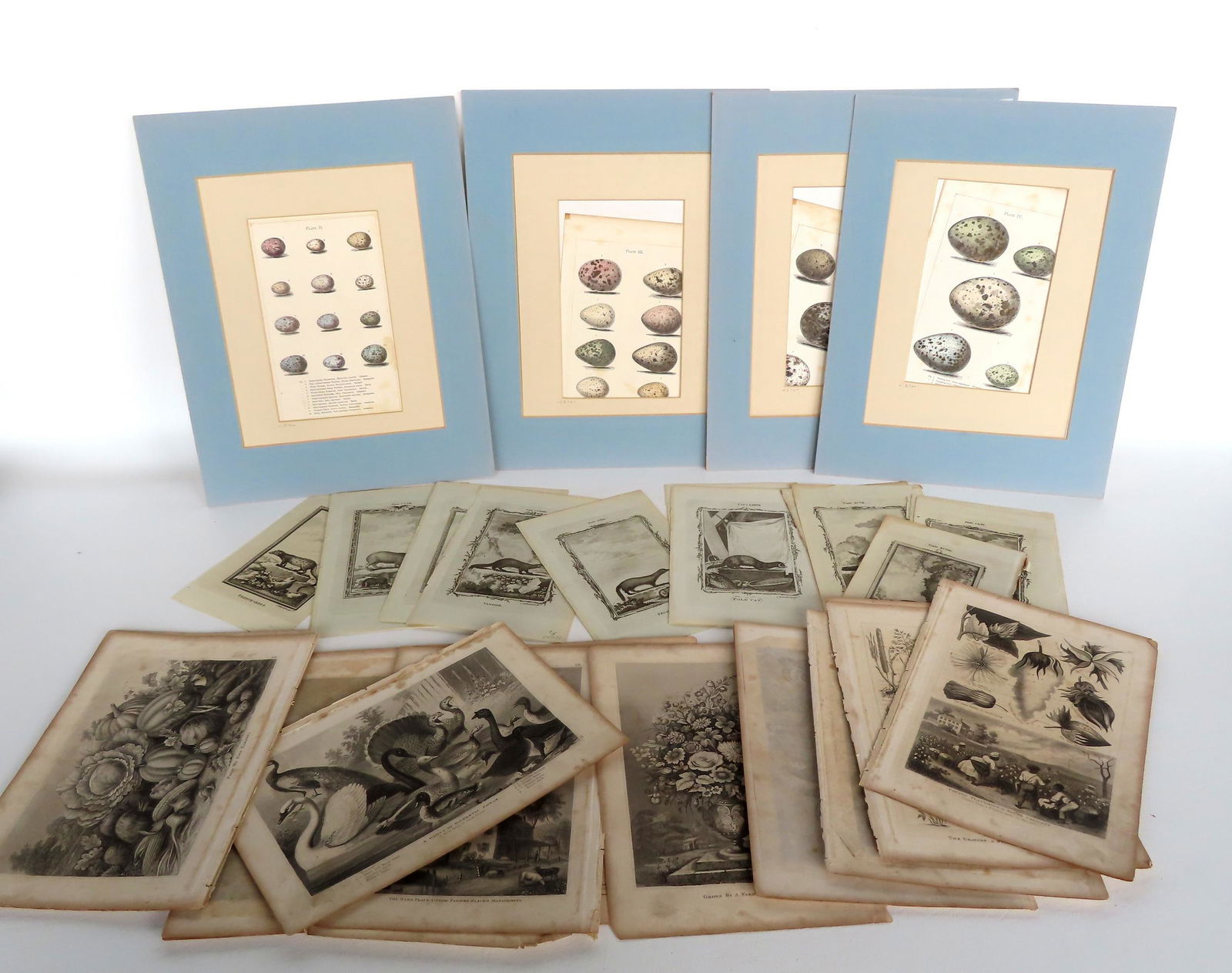 A grouping of early engravings, book plates, including: 16 of wild animals on laid paper, late 18th (1 of 8)