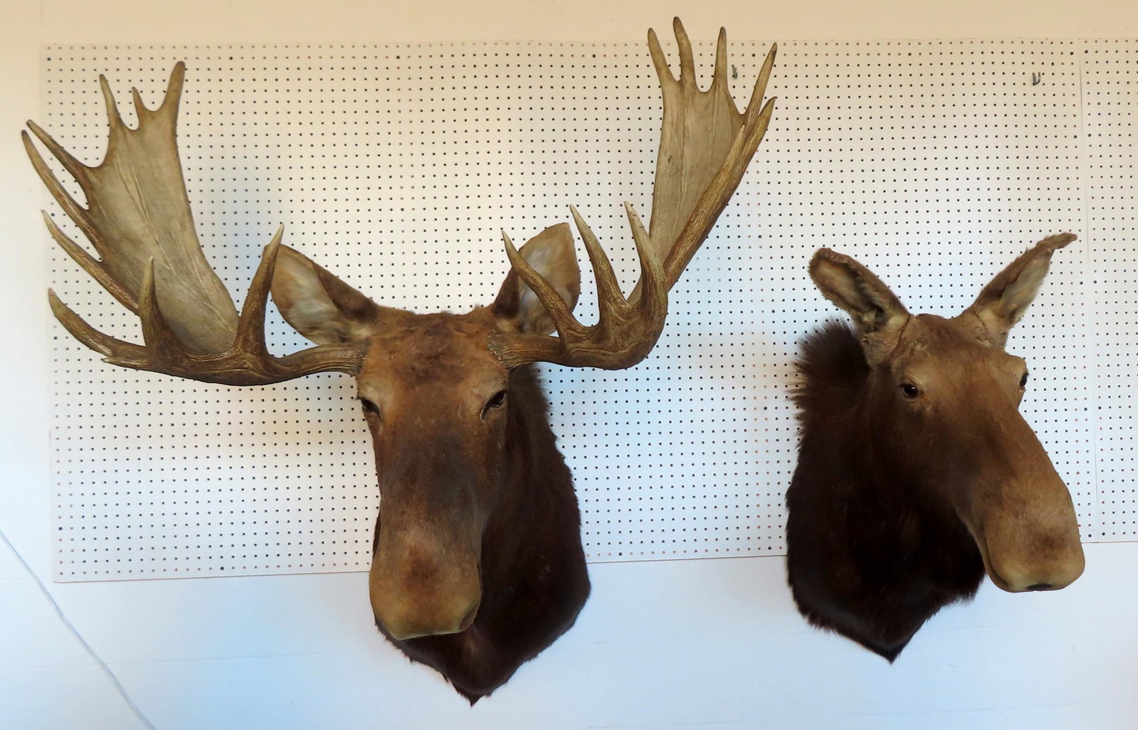 Two moose mounts, bull and cow, both in very good condition. The bull measures approximately 58"H x: Two moose mounts, bull and cow, both in very good condition. The bull measures approximately 58"H x 38"D x 51"W. Provenance: From the Mark Vail collection. Both decorated Mark's auction hall in Walden