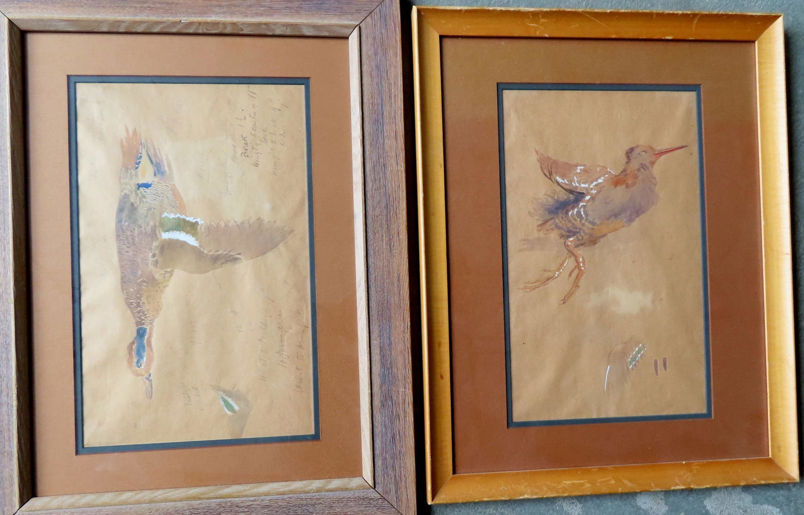 Two WC sketches of game birds - one with pencil remarks regarding coloring. The largest frame (1 of 9)