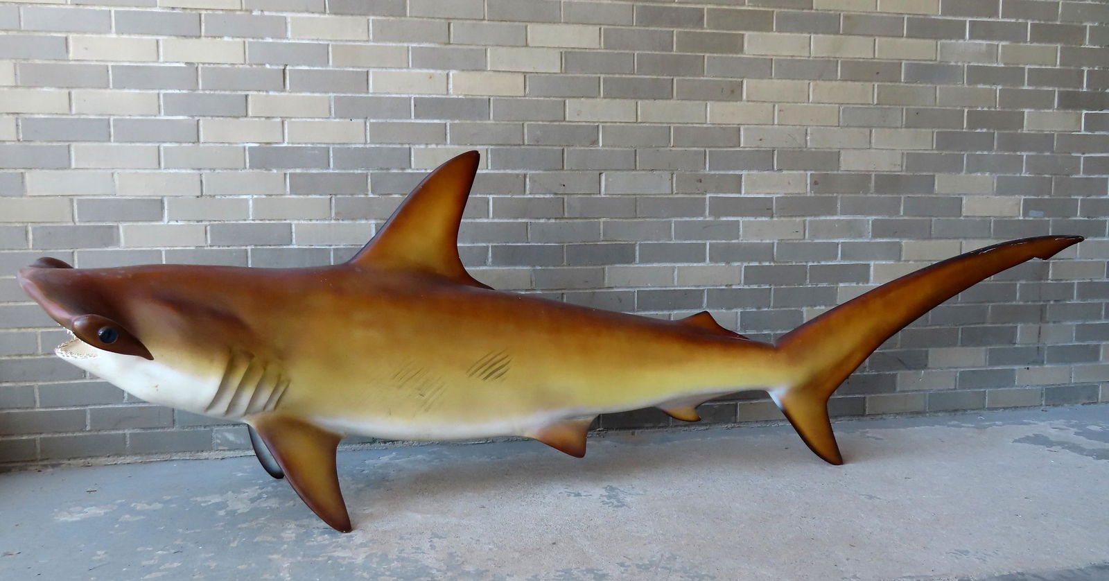 A life size fiberglass hammerhead shark full body mount, probably cast from an original hammerhead: A life size fiberglass hammerhead shark full body mount, probably cast from an original hammerhead caught by fisherman, including teeth which are possibly real and glass eyes. Very slight surface impe