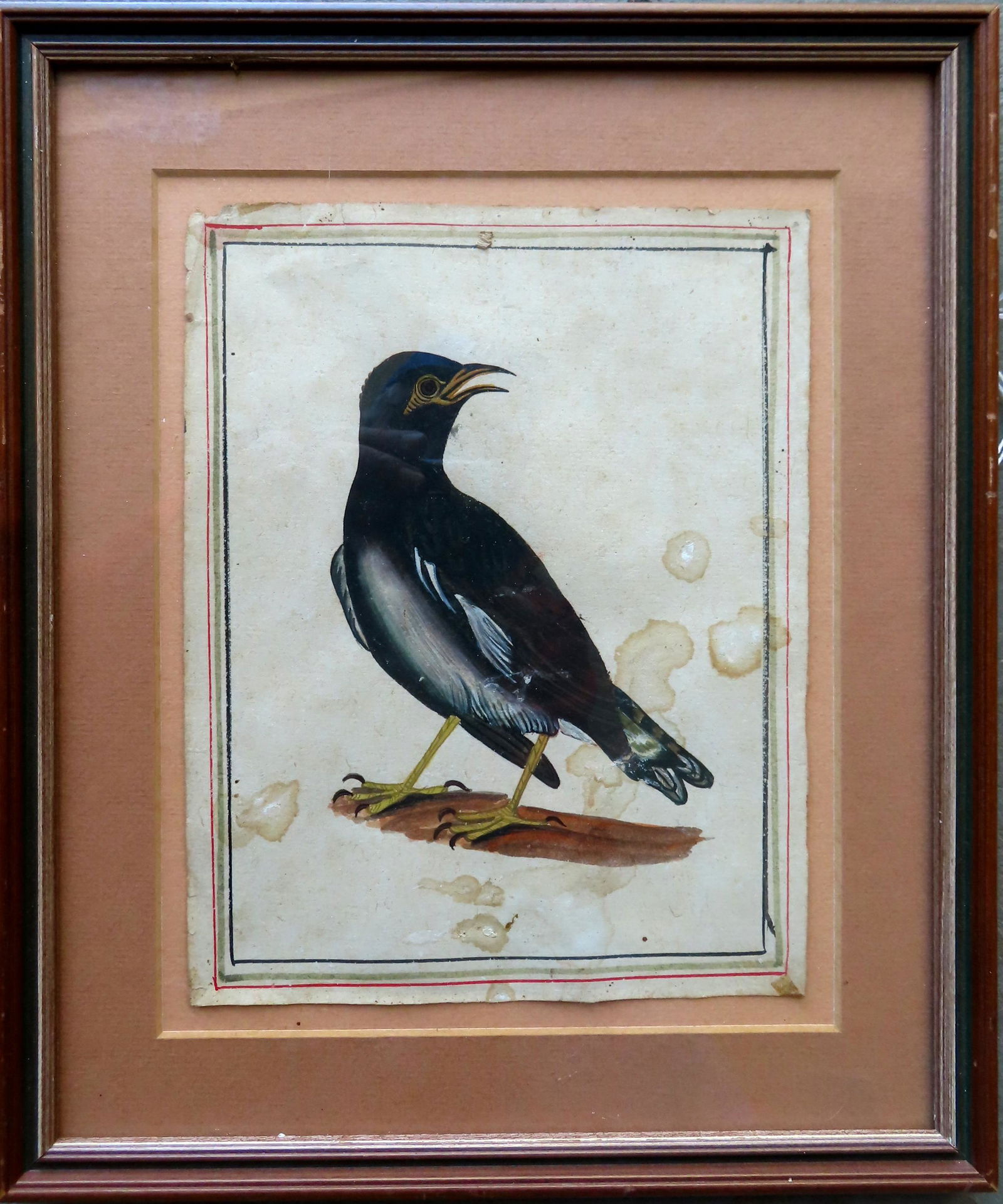 An early watercolor portrait of a bird, probably mid 19th century. Some staining, otherwise good (1 of 2)