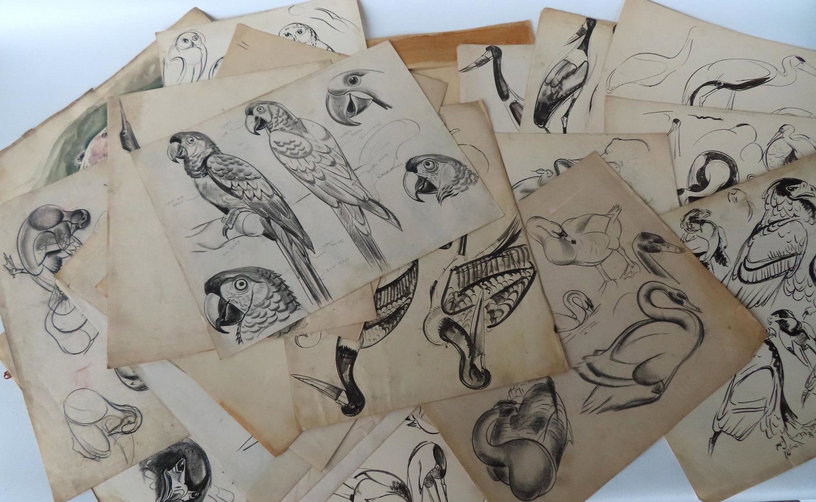 Walter Addison, New York, 1914-1982. Grouping of 40 pages of pencil, charcoal and ink sketches of: Walter Addison, New York, 1914-1982. Grouping of 40 pages of pencil, charcoal and ink sketches of various birds including eagles, owl, blue heron, parrot, etc., one with mat in pen and ink, signed Wal