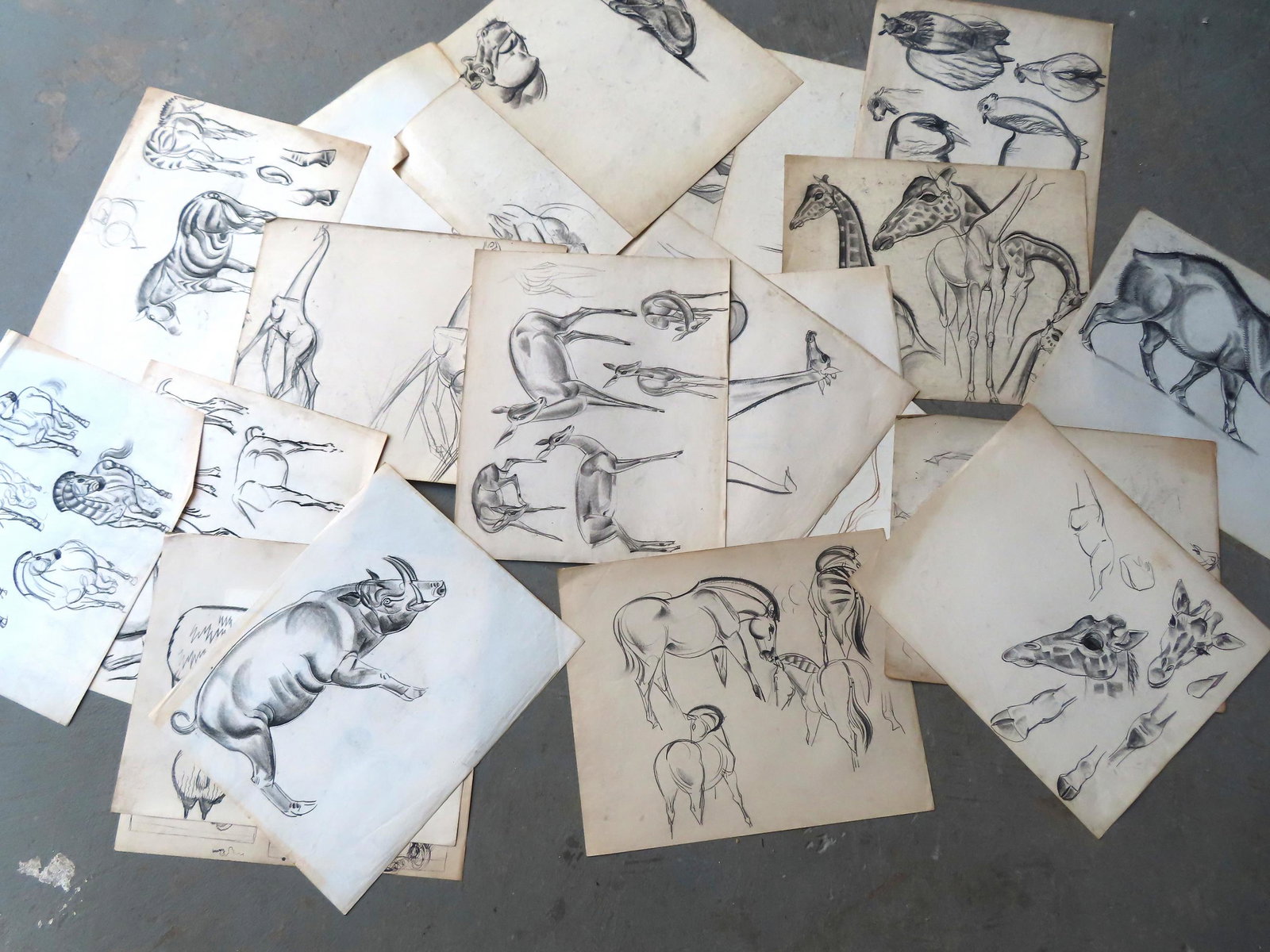Walter Addison, New York, 1914-1982. Grouping of 29 pages of mostly charcoal sketches of buffalo,: Walter Addison, New York, 1914-1982. Grouping of 29 pages of mostly charcoal sketches of buffalo, llamas, zebra, giraffe, deer, hog, seal, camel, etc. - some have drawings on both sides of the pages, 