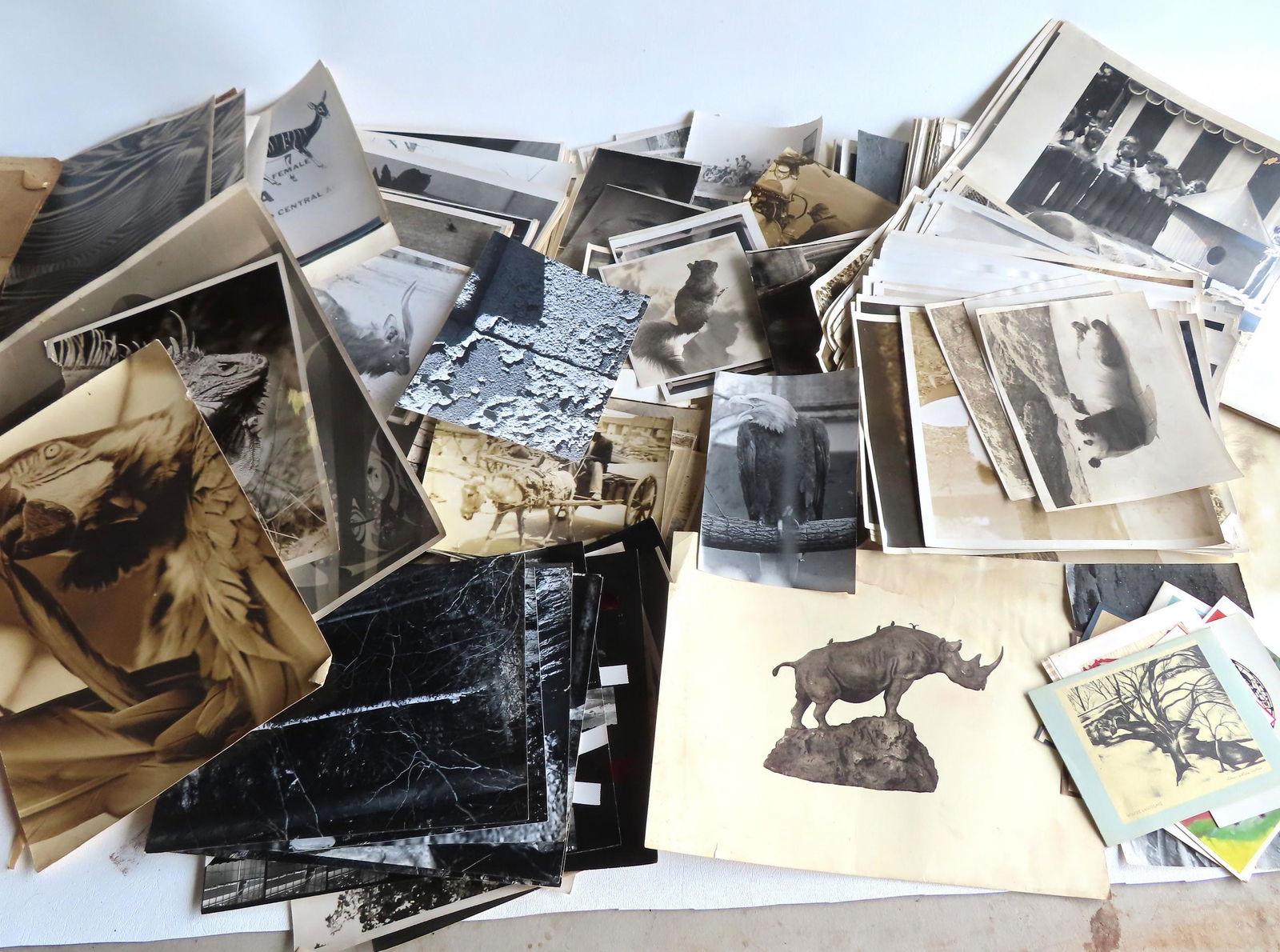 Walter Addison, New York, 1914-1982. Large grouping of Bronx zoo related photos. (1 of 20)