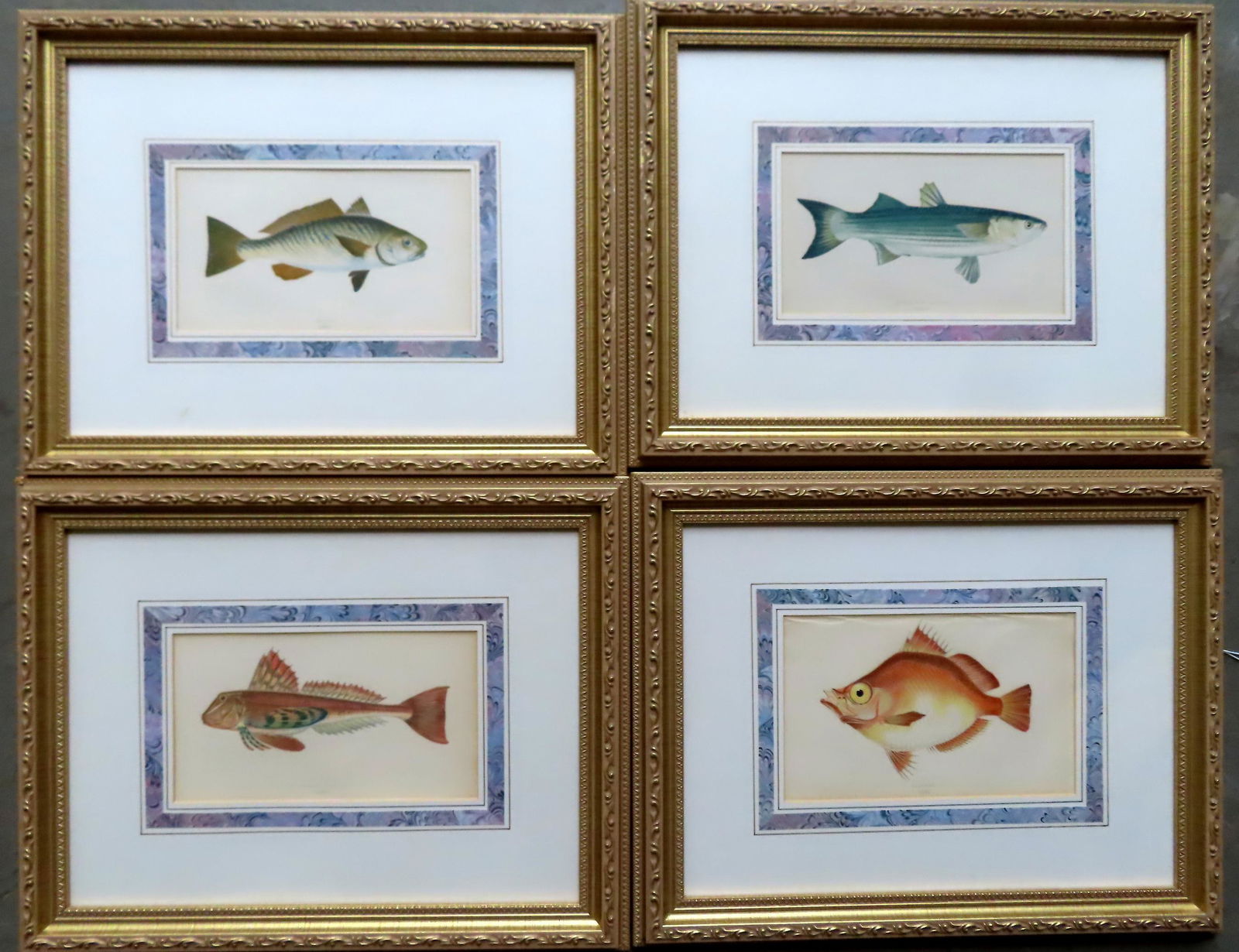A grouping of 4 hand colored fish prints, believed to be 19th century, housed in newer frames (1 of 5)