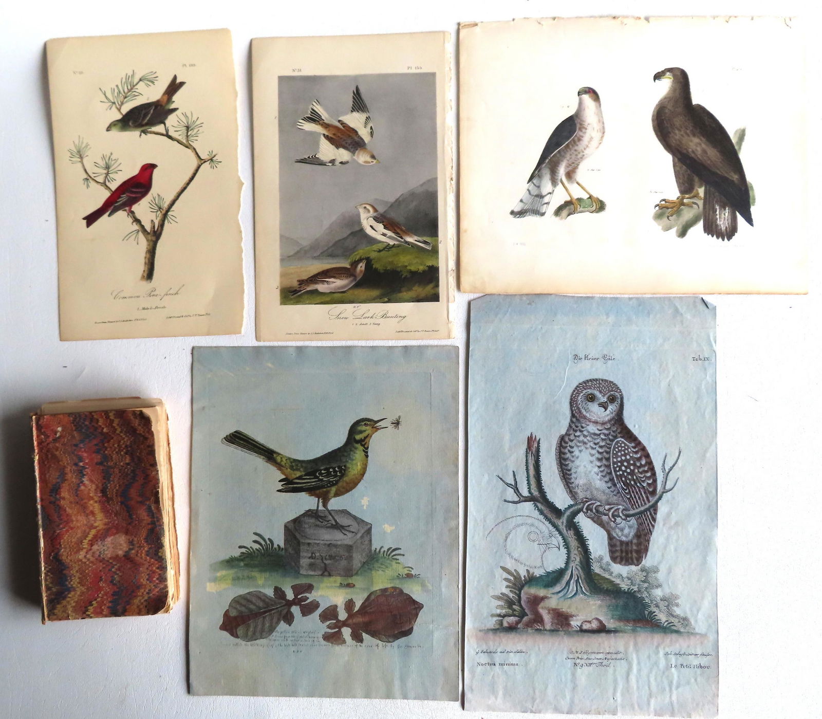 A grouping of 5 hand colored bird prints and book titled "The Naturalist's Library" published in (1 of 19)