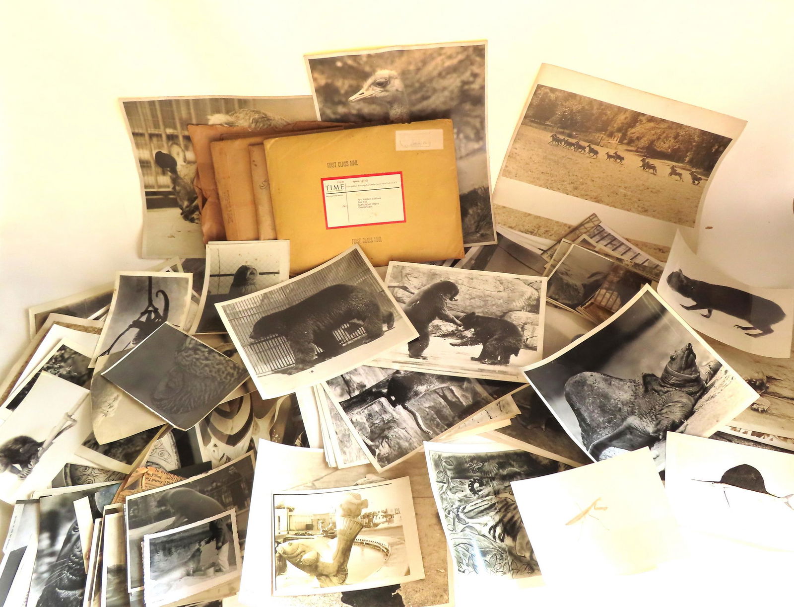 Walter Addison, New York, 1914-1982.  Addison sculpture photos, animal photos, etc. (1 of 20)