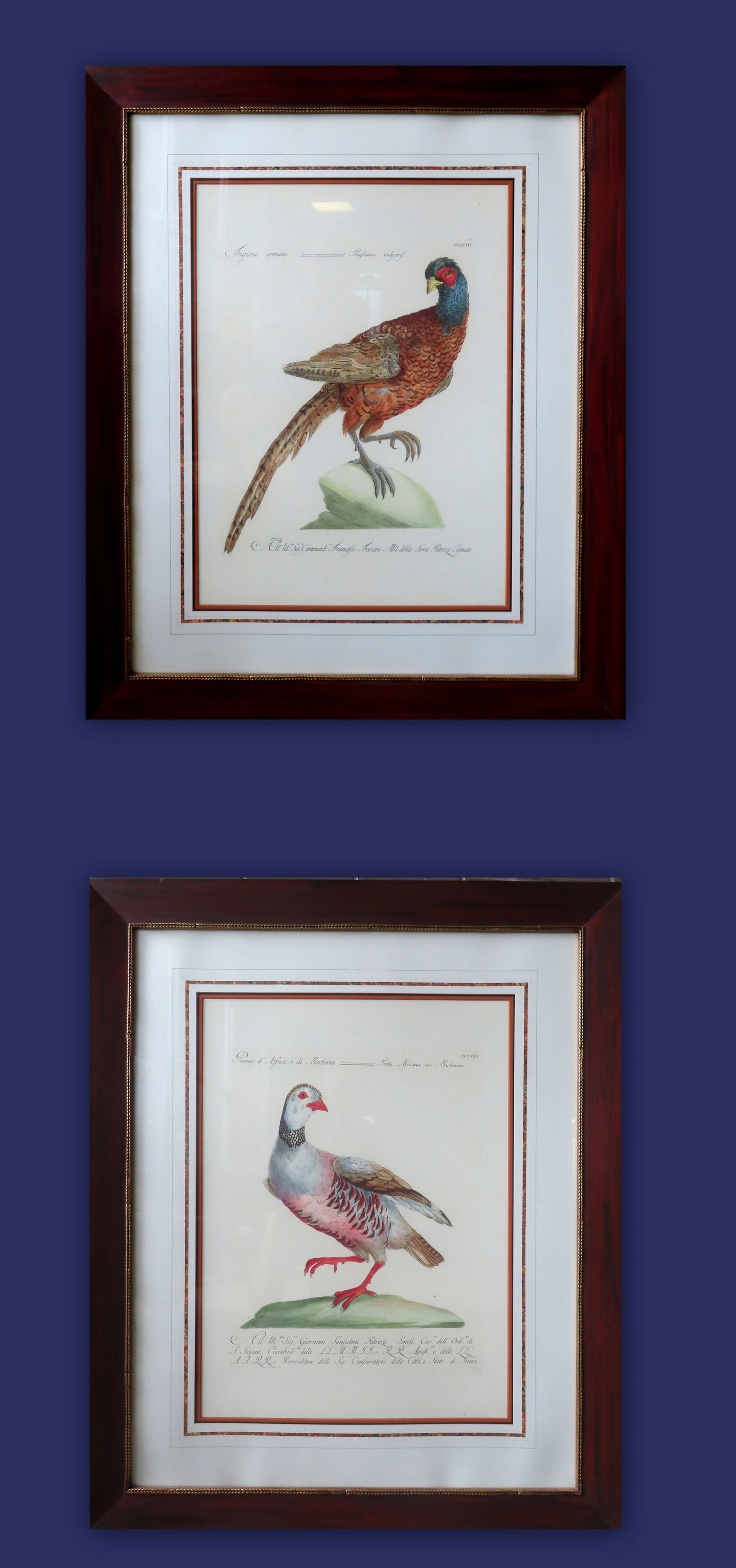 A pair of large folio contemporary hand colored bird prints housed in mahogany frames professionally (1 of 7)