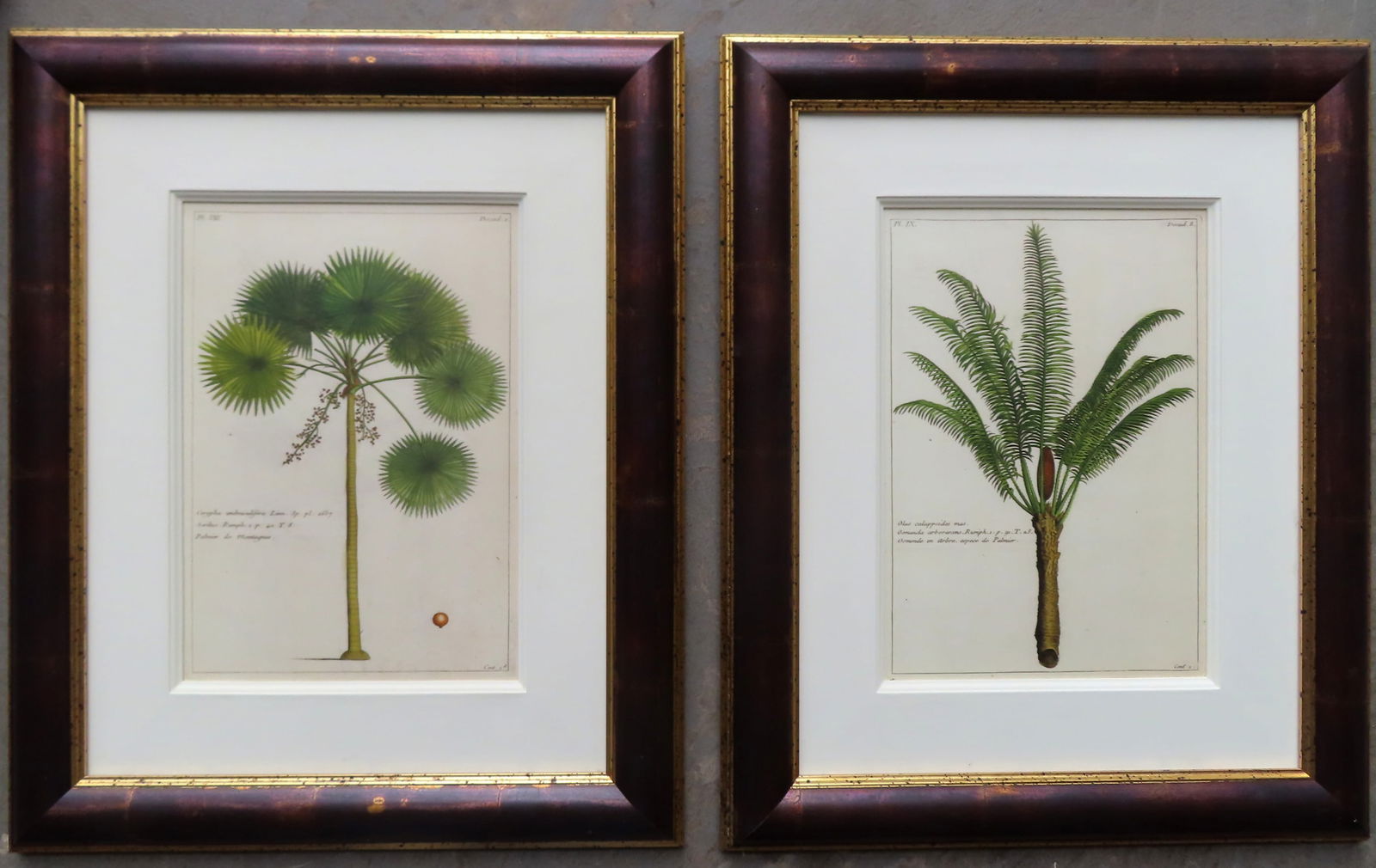Two framed and hand colored wild flower prints. Professionally framed and matted by Trowbridge (1 of 6)