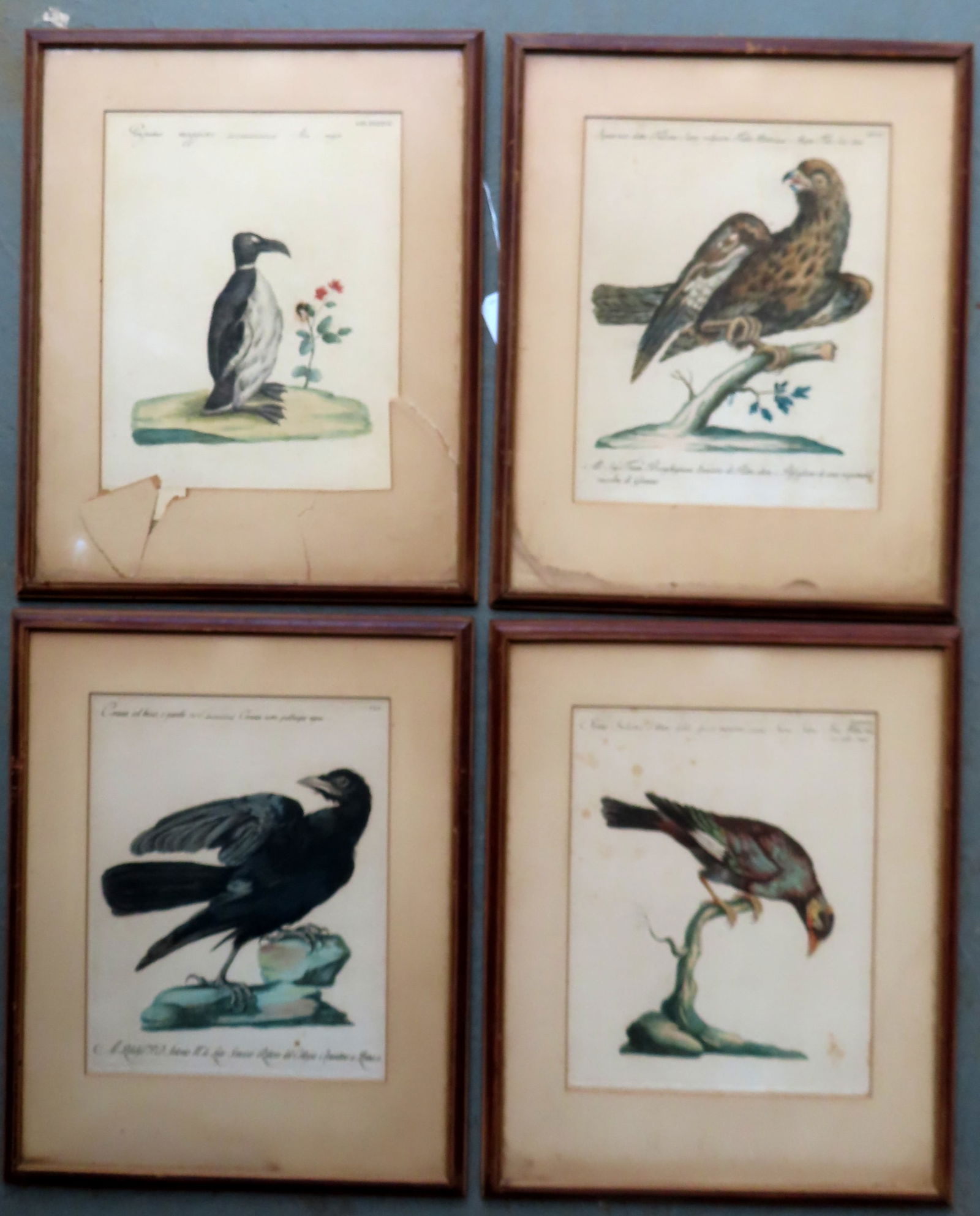 Grouping of 4 hand colored etchings of birds, Florence Italy, published 1766-1777 by Giuseppe Vanni (1 of 10)