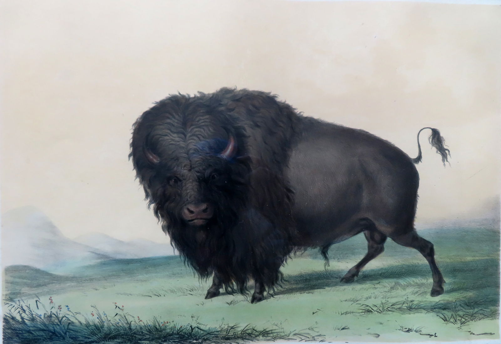 After: George Catlin, American (1796 - 1872) Color Stone Lithograph titled "No. 2 / Buffalo Bull, (1 of 7)