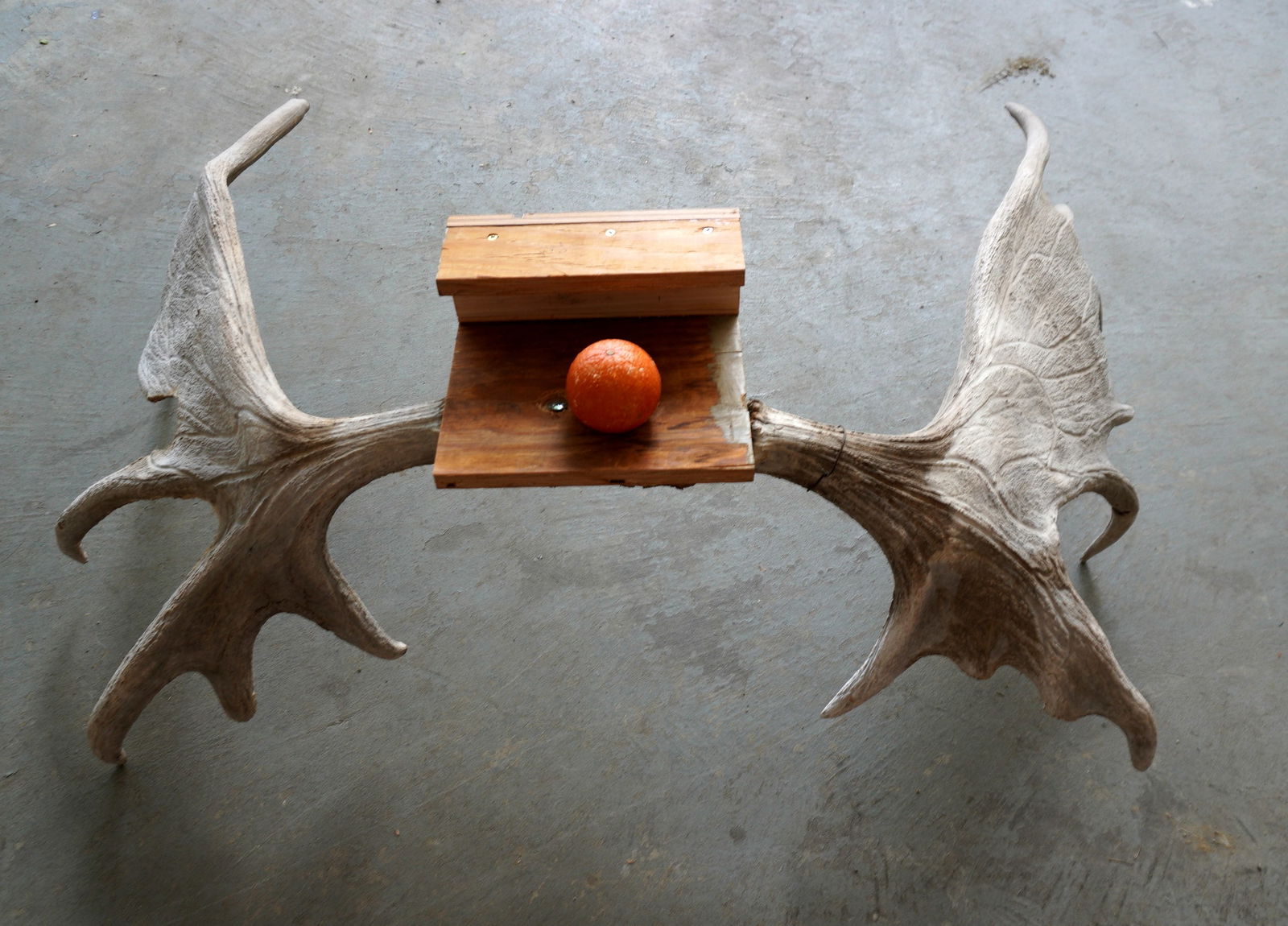 Large pair of moose horns - some broken or worn tips, see photos for further information. Measures (1 of 10)