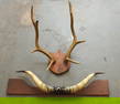 Two mounted horn racks including elk - 32"W x 24 1/2"D and steer horns - 48"W (the mounted board) x