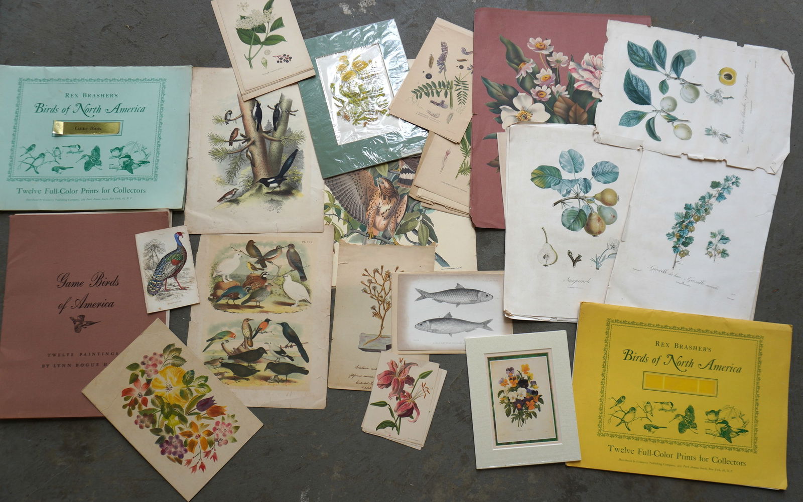 A large grouping of bird and floral prints, several hand colored. 19th and 20th century. (1 of 17)