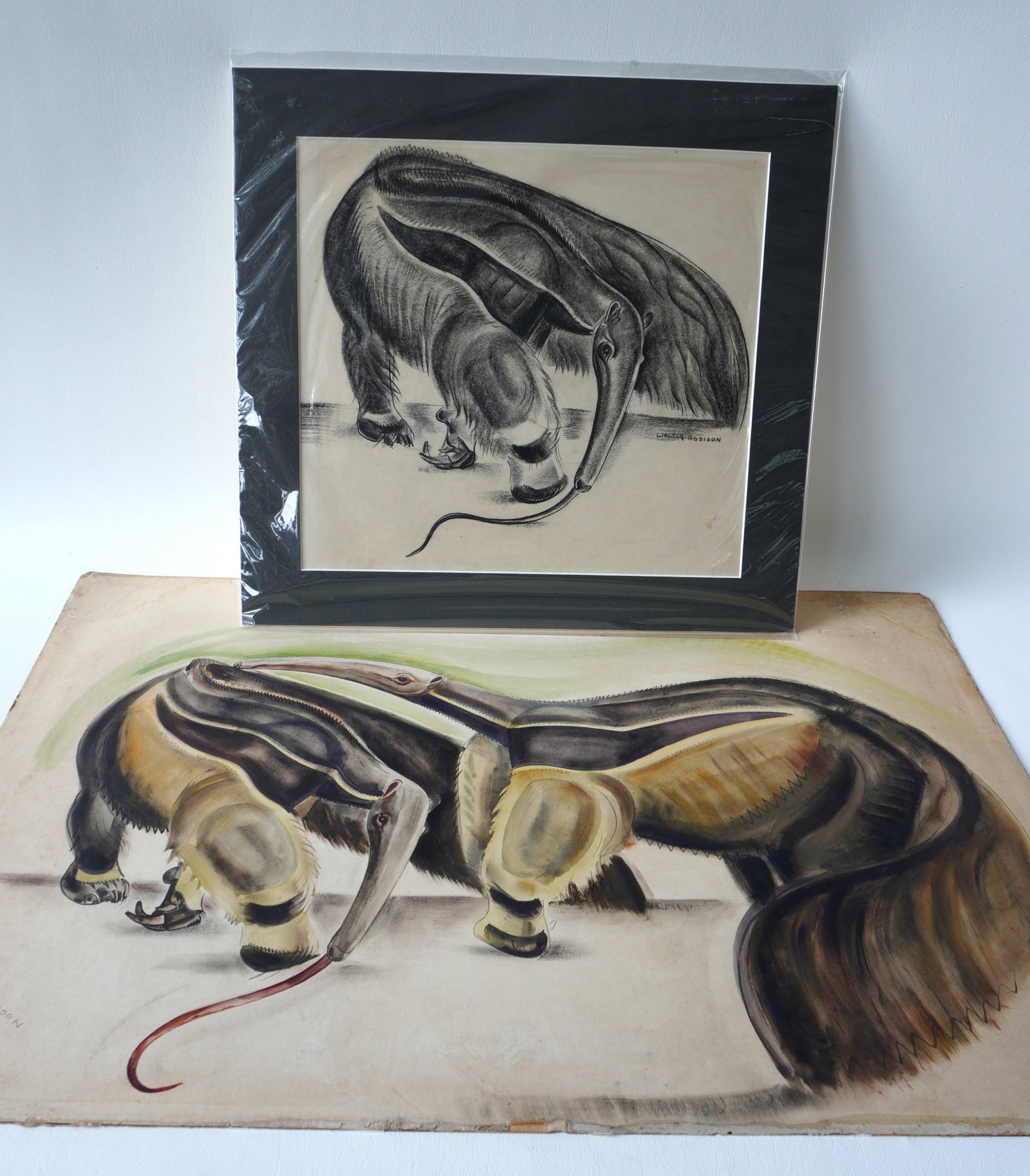 Walter Addison, New York, 1914-1982. Two sketches of Ant Eaters, one charcoal in very good condition: Walter Addison, New York, 1914-1982. Two sketches of Ant Eaters, one charcoal in very good condition signed Walter Addison; and the other a large water color signed Walter Addison - some minor losses 