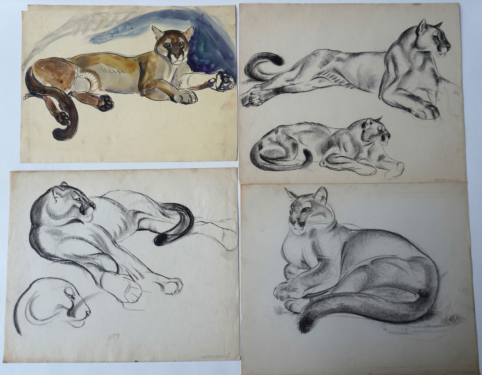 Walter Addison, New York, 1914-1982. Grouping of 5 wild animal sketches including 4 Mountain Lions (1 of 7)