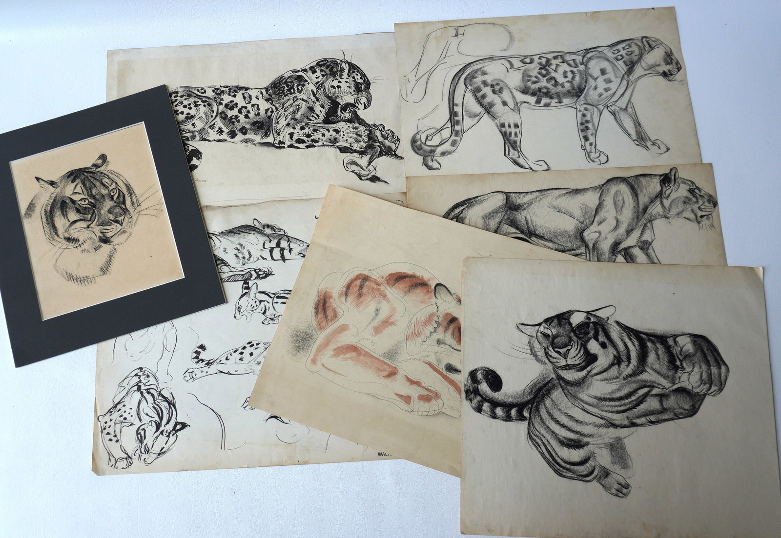 Walter Addison, New York, 1914-1982. Grouping of 7 bid cat sketches including Tigers, Jaguars,: Walter Addison, New York, 1914-1982. Grouping of 7 bid cat sketches including Tigers, Jaguars, Lioness, all in very good condition. Includes 1 with original Addison signature, 2 with stamped signature