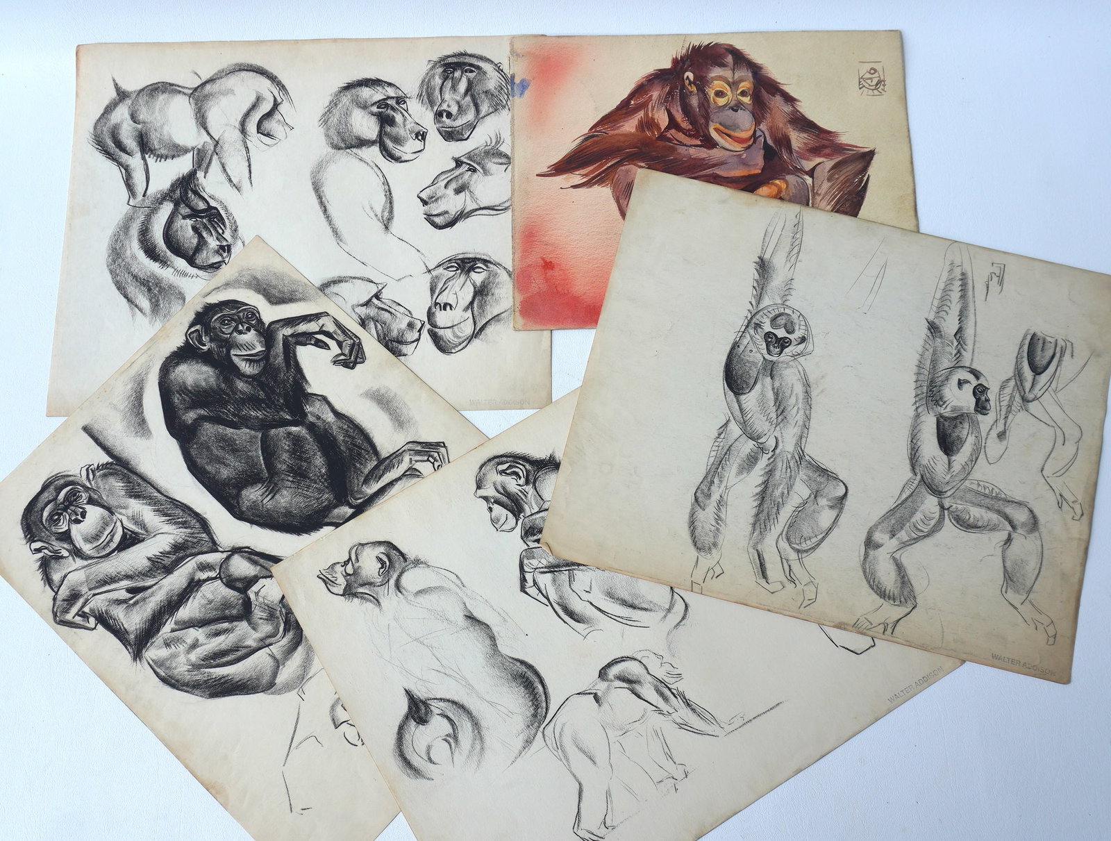 Walter Addison, New York, 1914-1982. Grouping of 5 Monkey and Baboon sketches, all signed by Addison: Walter Addison, New York, 1914-1982. Grouping of 5 Monkey and Baboon sketches, all signed by Addison or with estate stamp on reverse. The largest 17" x 14" - all in good condition. Provenance: From th