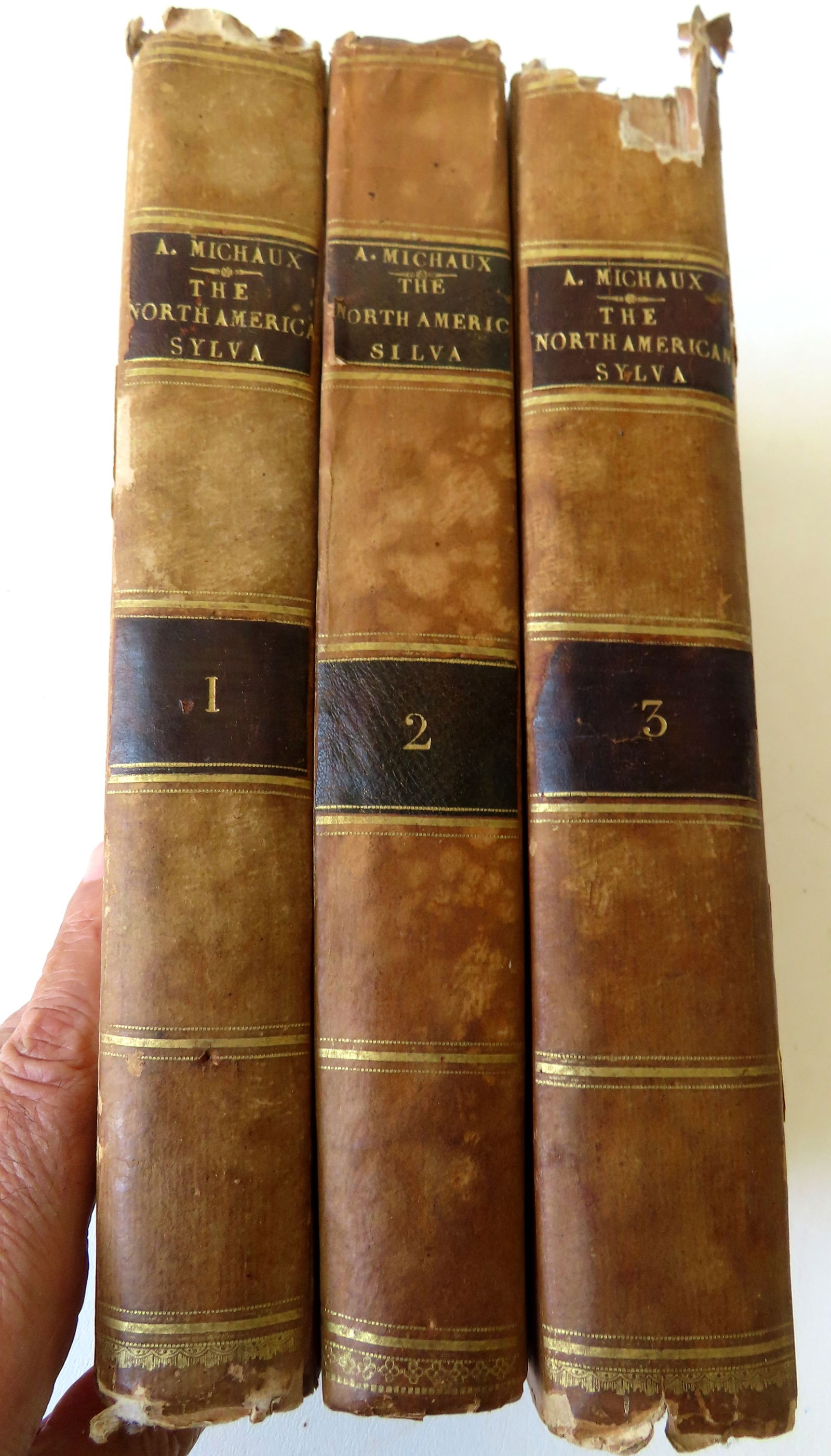 "The North American Sylva, or A Description Of The Forest Trees Of The United States, Canada, and (1 of 19)