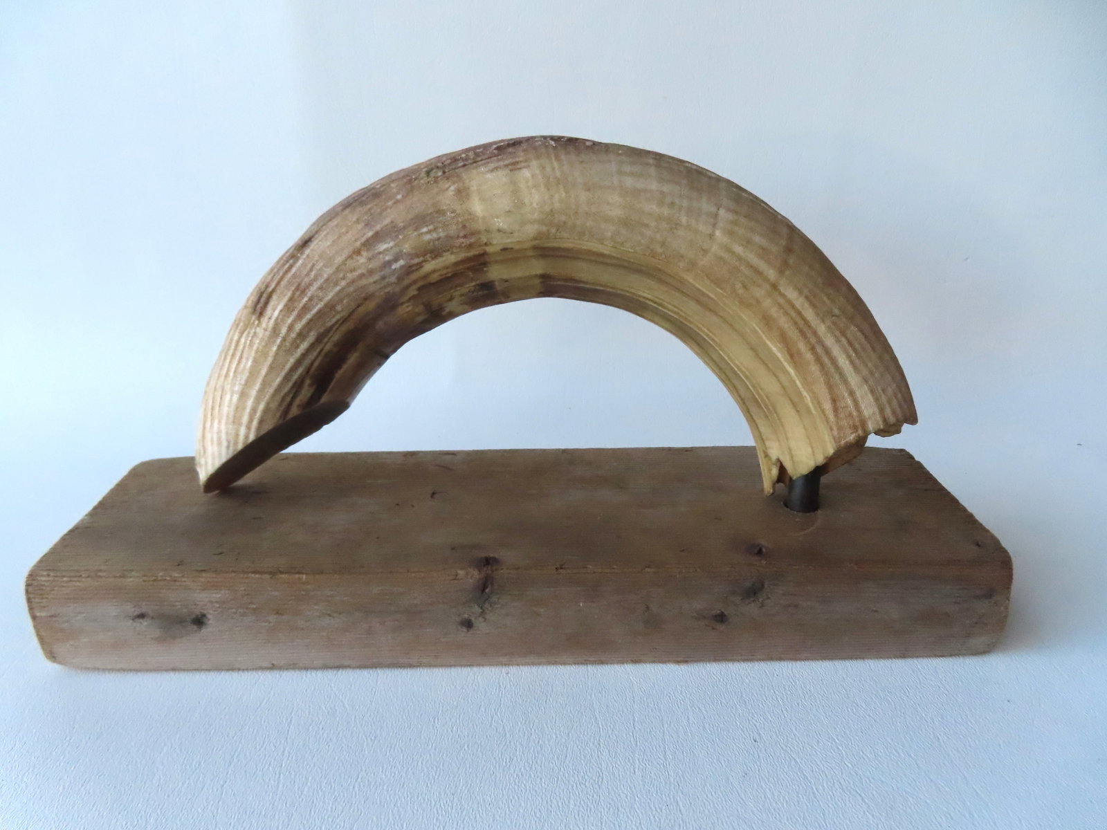 A wild boar tusk, crudely mounted on wooden stand - the tusk signed on terminal "Abysinian Boar Tusk: A wild boar tusk, crudely mounted on wooden stand - the tusk signed on terminal "Abysinian Boar Tusk 1904" - the tusk with good patina and typical wear for a tusk from this period. The tusk measures 9