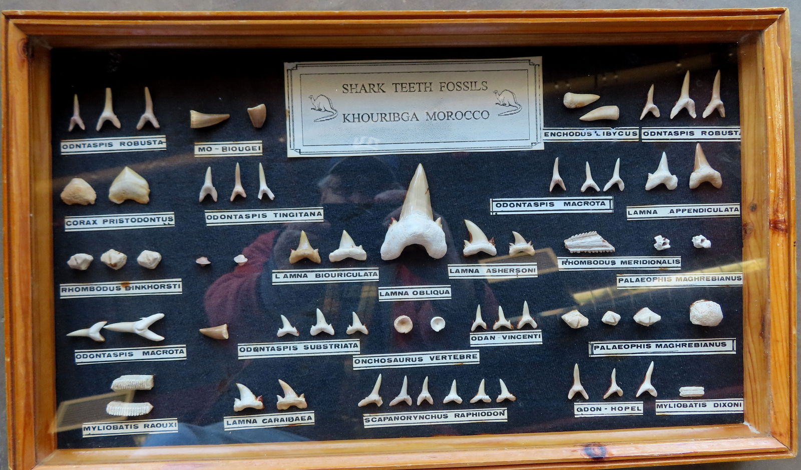 A framed display of "Shark Teeth Fossils / Khouribga Morocco.". All believed to be of ancient: A framed display of "Shark Teeth Fossils / Khouribga Morocco.". All believed to be of ancient origin, with label of species. Very good condition. The display case measures approximately 11"W x 19"L x