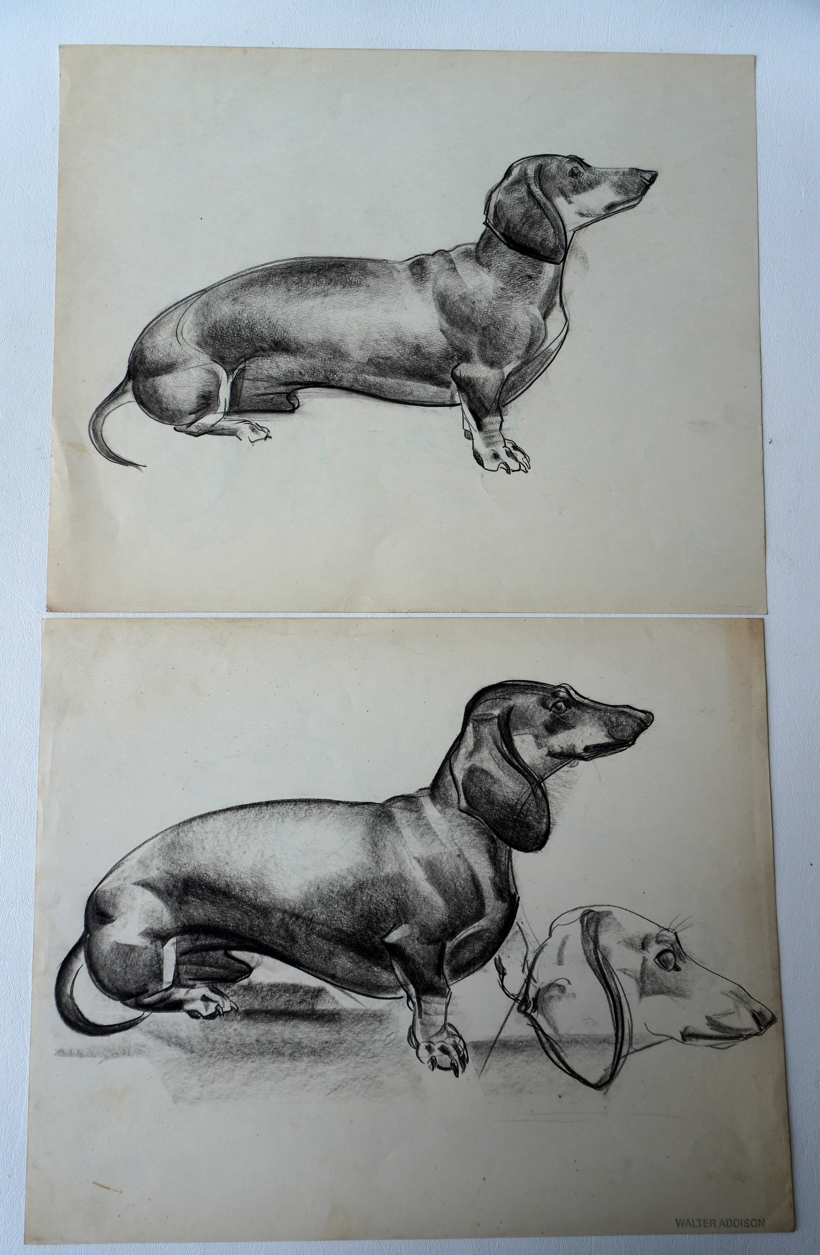 Walter Addison, New York, 1914-1982. Two charcoal Dachshund dog sketches, one with stamped signature: Walter Addison, New York, 1914-1982. Two charcoal Dachshund dog sketches, one with stamped signature on front and the other with estate signature on reverse. The largest 17" x 14". Both in very good c