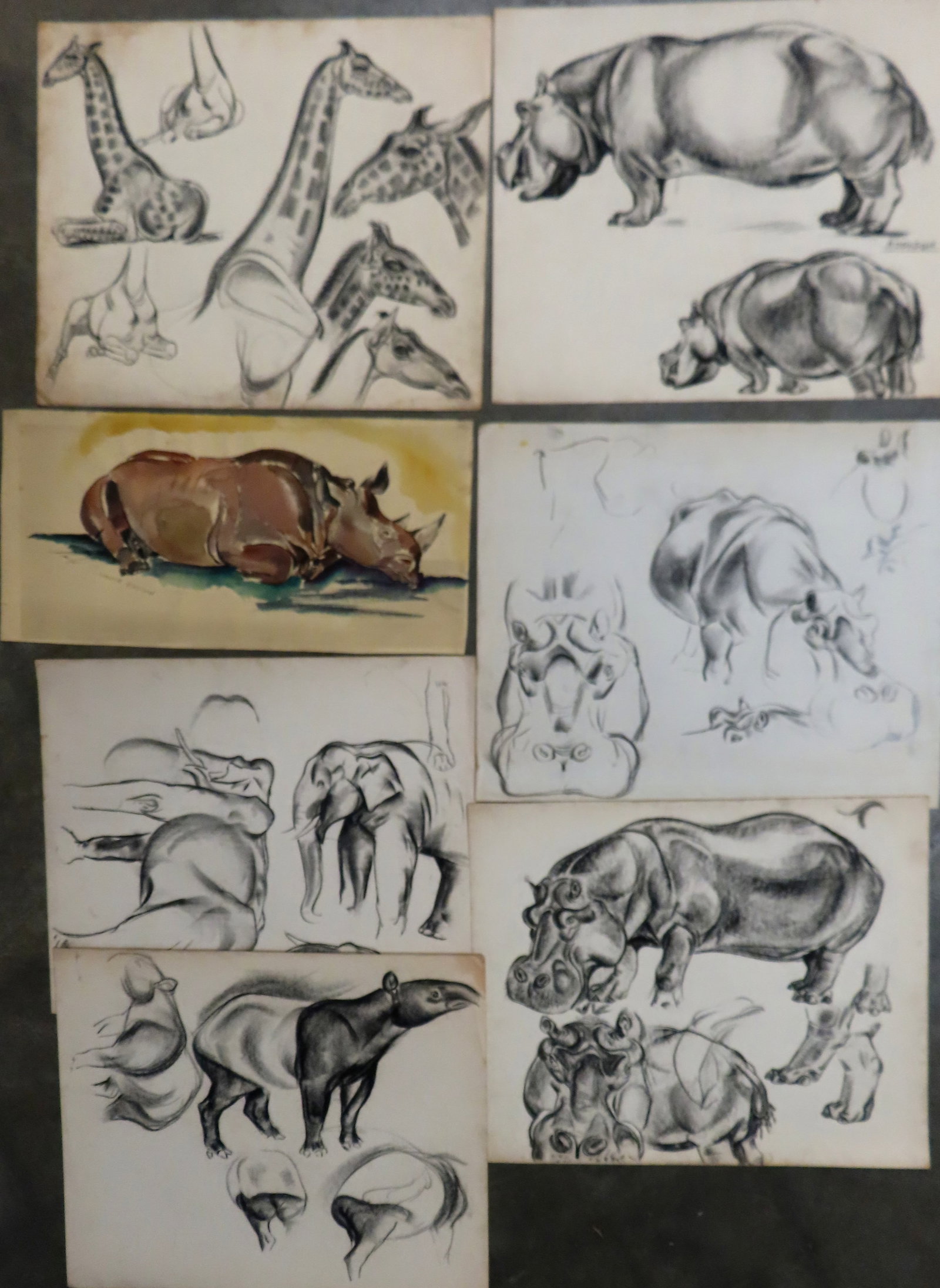Walter Addison, New York, 1914-1982. Grouping of 7 wild animal sketches including elephant, rhino,: Walter Addison, New York, 1914-1982. Grouping of 7 wild animal sketches including elephant, rhino, giraffe, tapir, and hippo's - all in good condition - 6 charcoals and 1 watercolor. All signed either
