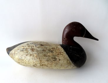 A Chesapeake Bay school Canvasback duck decoy, carved beak, glass eyes, and retains an old surface,