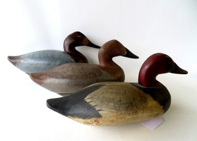 Three Chesapeake Bay school Canvasback decoys, 2 appear to be in original paint, and 1 in repaint.