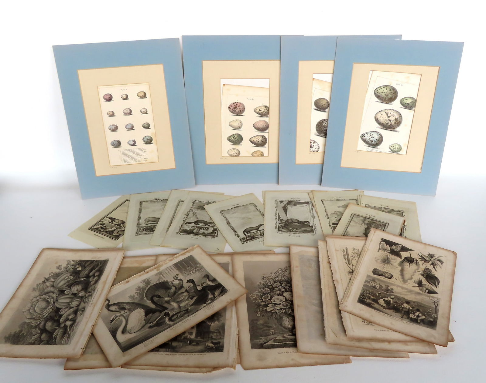 A grouping of early engravings, book plates, including: 16 of wild animals on laid paper, late 18th (1 of 8)