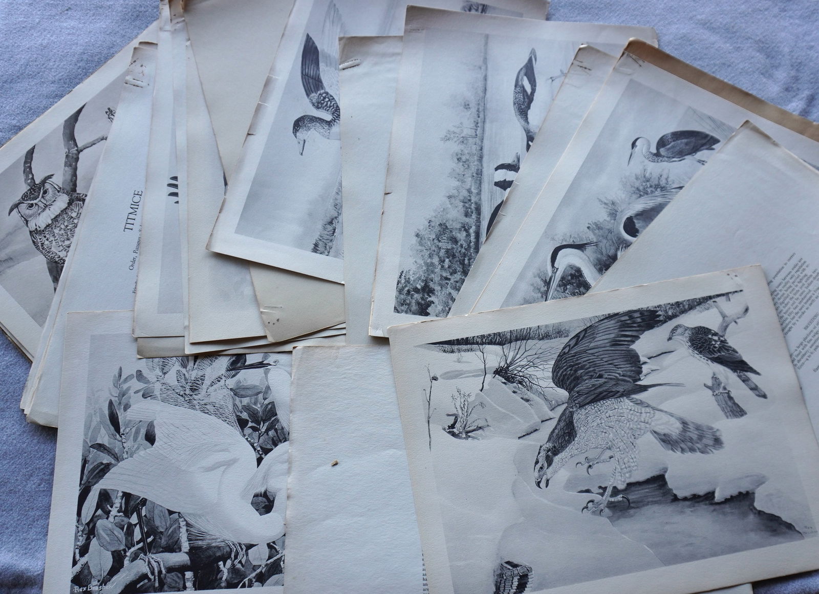 Portfolio of 11 Rex Brasher bird prints, circa 1930, all in black and white, believed to have been (1 of 13)