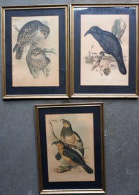 Three John Gould and Henry Constantine Richter bird lithographs, hand colored, probably 19th