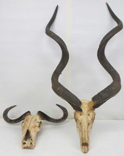 Two Animal Skulls With Attached Horns Including A Gnu