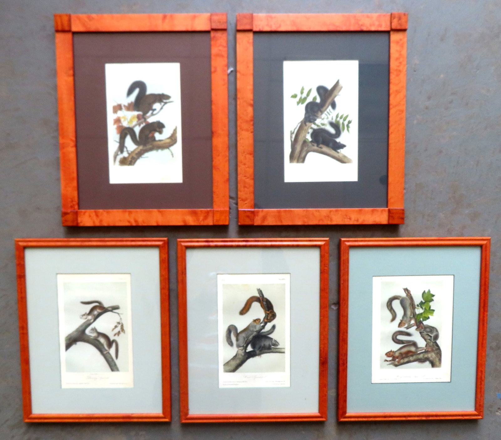 Grouping of 5 Audubon squirrel hand colored prints, all believed to have been published between 1849: Grouping of 5 Audubon squirrel hand colored prints, all believed to have been published between 1849 and 1871 and all drawn on stone by R. Trembly - each professionally framed and mounted in birdseye 