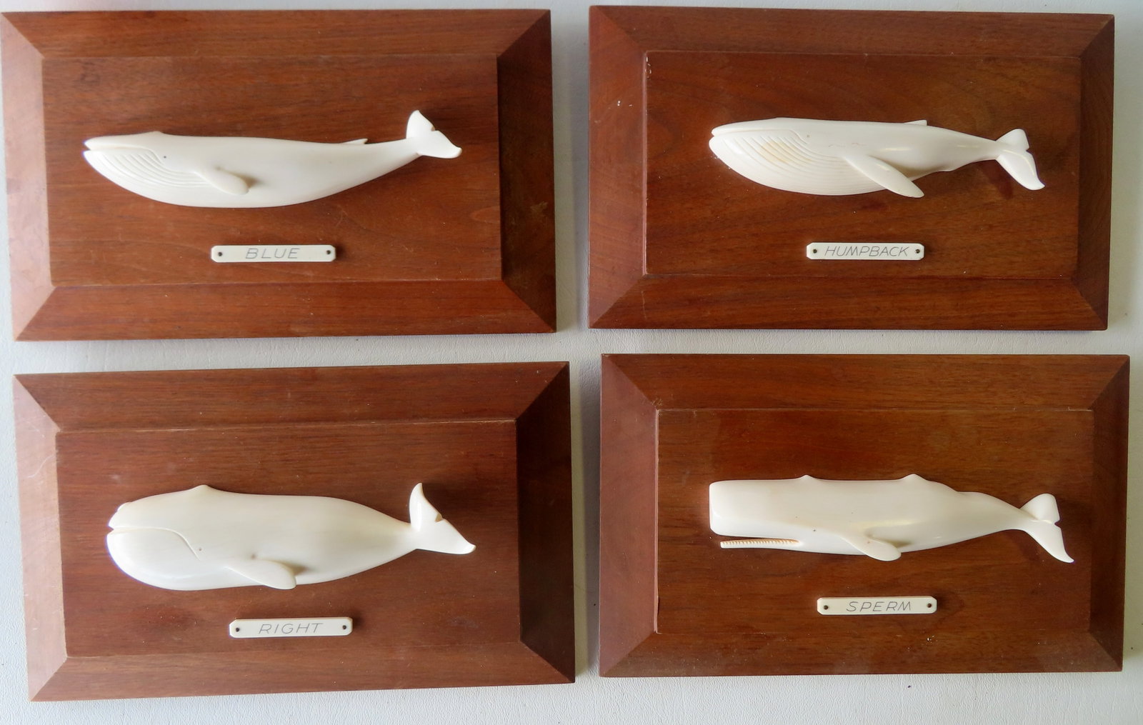 Aletha Macy, Nantucket Massachusetts 1901-1971. A set of 4 ivory wall plaques of whales: Aletha Macy, Nantucket Massachusetts 1901-1971. A set of 4 wooden wall plaques, each displaying an identified hand carved ivory whale, and signed on reverse "A. Macy 1965". The plaques and whales all 