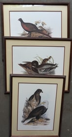 Three large folio lithographs of birds including "Common Wild Duck". "White Headed Eagle", and