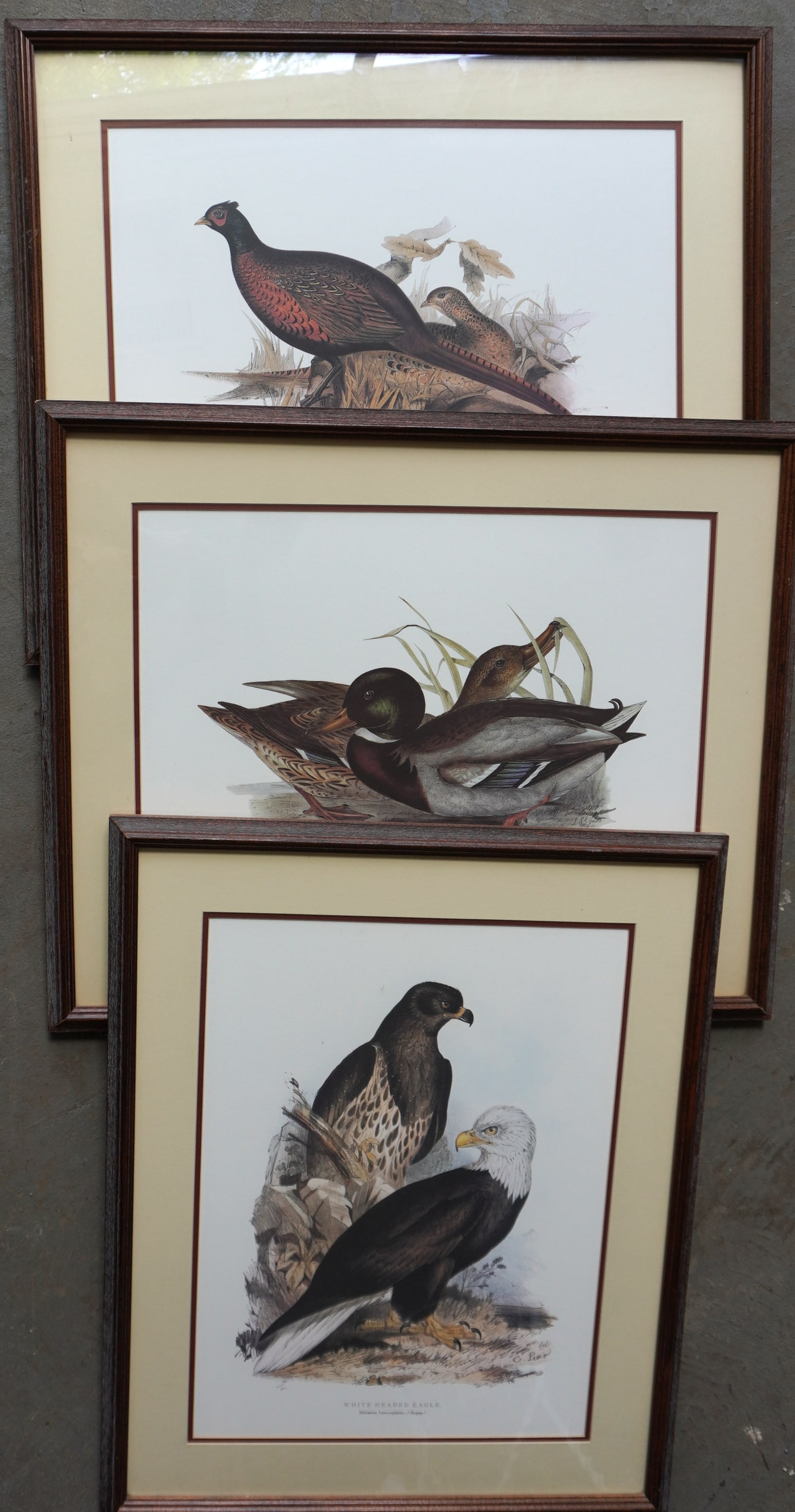 Three large folio lithographs of birds including "Common Wild Duck". "White Headed Eagle", and: Three large folio lithographs of birds including "Common Wild Duck". "White Headed Eagle", and "Common Pheasant". Signed within plate E. Lear (Edward Lear British 1812 - 1888). Each professionally fra