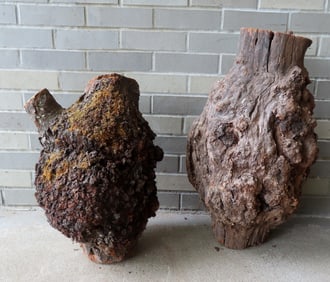Two large pieces of natural burlwood, both in good condition and found in local barn. The largest