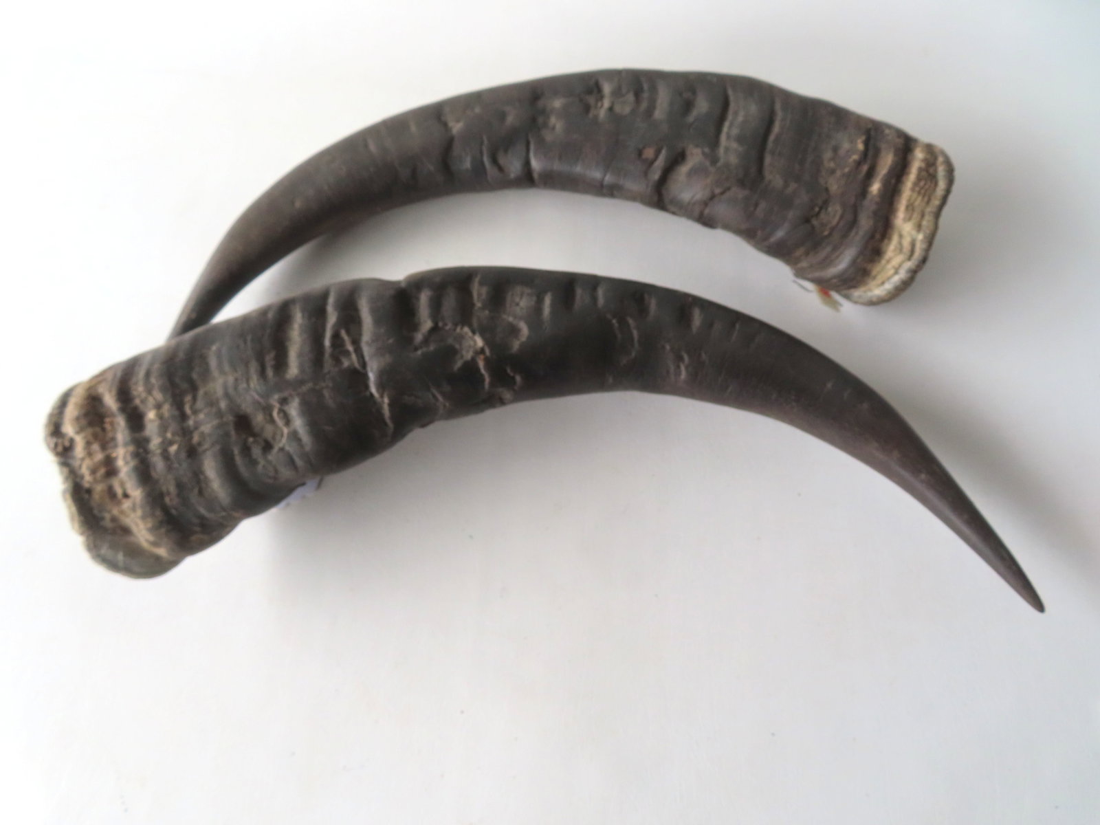 A pair of Water Buffalo horns, not mounted. Import tags still attached. Both in very good (1 of 8)