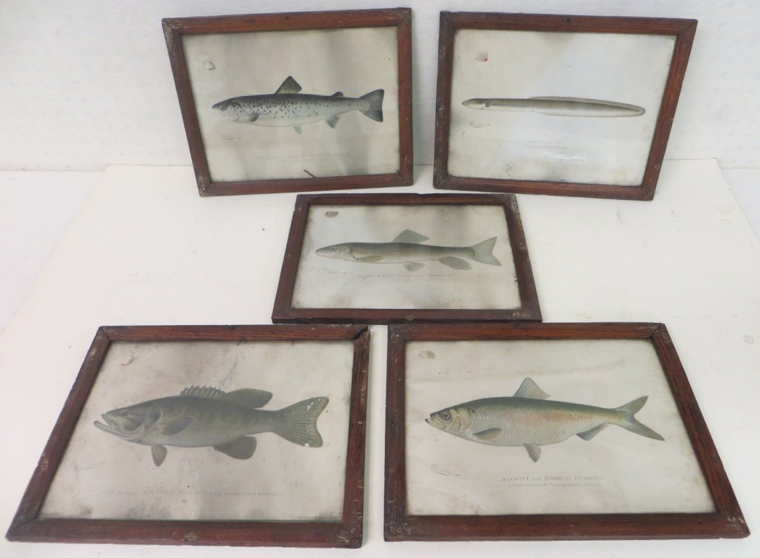 Five signed Denton fish prints including Herring, Small: Five signed Denton fish prints including Herring, Small Mouth Black Bass, Brook Sucker, Common Eel, Female Land Locked Salmon.