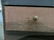 Early single drawer blanket box in old paint - top & - 7