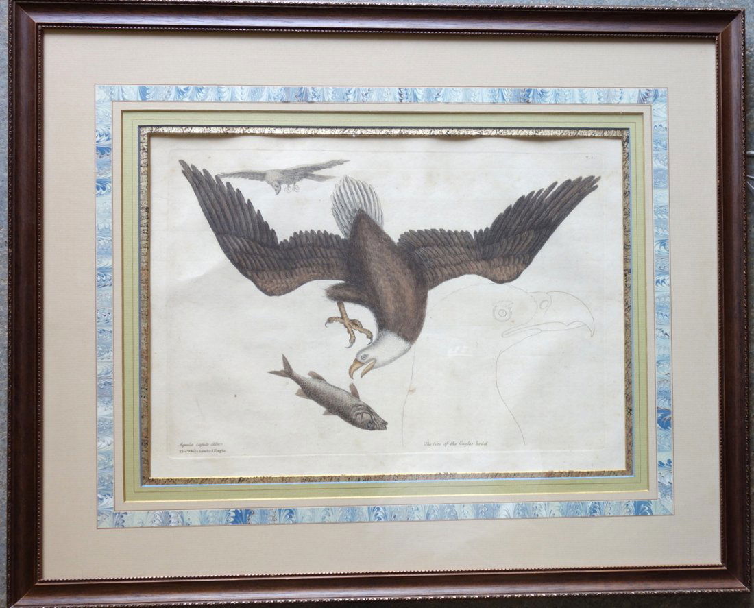Hand colored lithograph of "The White Headed Eagle" by (1 of 4)