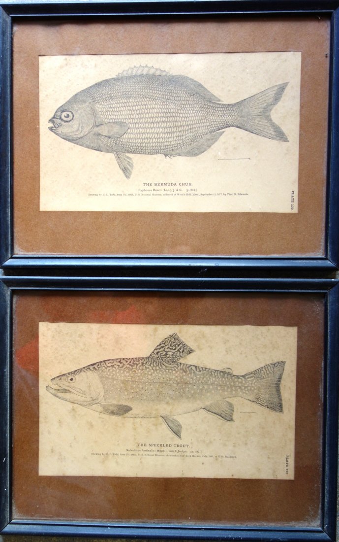 Two old fish prints including "The Speckled Trout": Two old fish prints including "The Speckled Trout" marked Plate 192 and printed "Drawing by H. L. Todd from No. 28651 U.S. National Museum, obtained in NY Market, July, 1881 by E. G. Blackford; the se