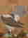 item-130975054=6