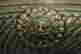 item-130975282=4
