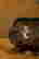item-134303921=5