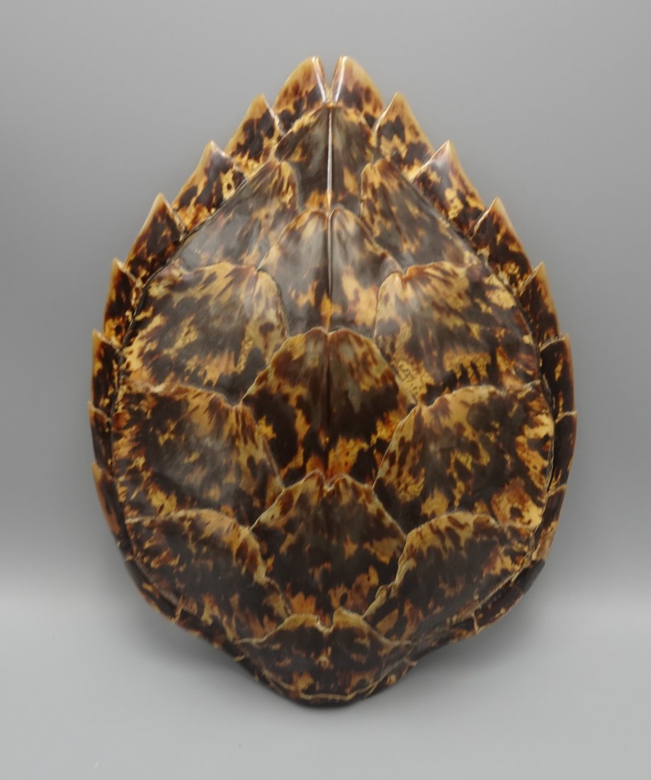 LARGE TORTOISE SHELL TAXIDERMY (1 of 6)