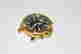 item-129522196=2