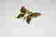 item-131952647=2