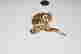 item-131952749=3